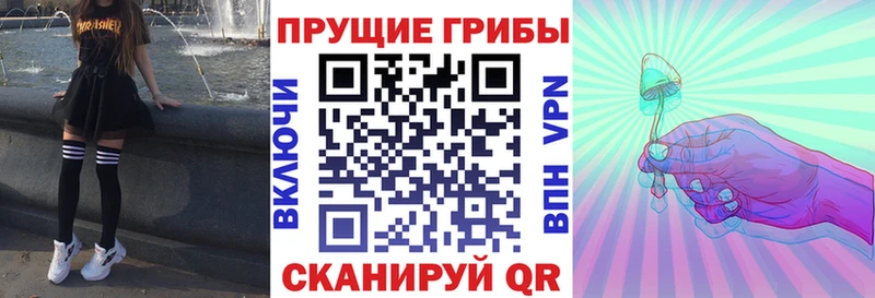 kraken как войти  что такое   Заполярный  Псилоцибиновые грибы Psilocybe 